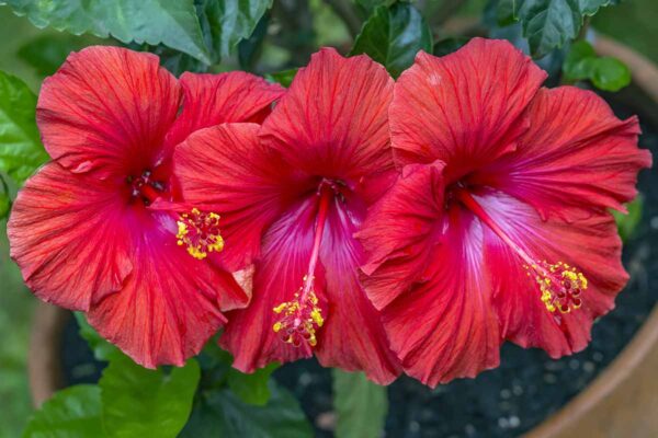 Hibiscus