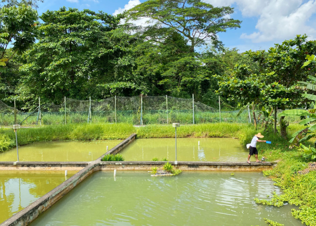 Fish farm